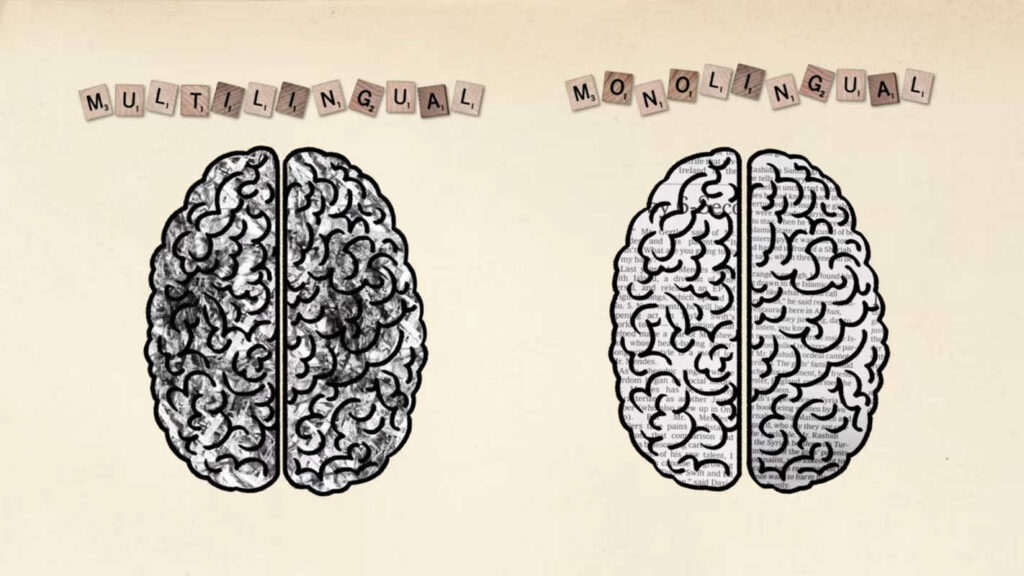 différences connexions neuronales cerveau bilingue et multilingue